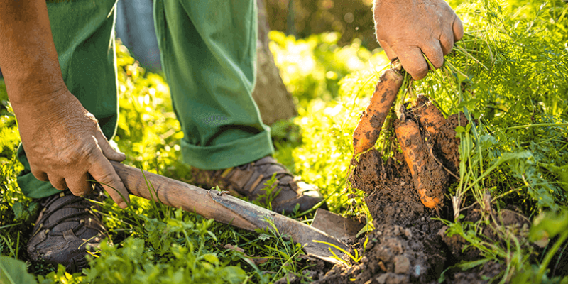 Sustentabilidade agrícola